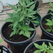 Purple Lemonade and Banana Purple punch