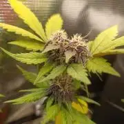 Dark Lemonade Auto, Delicious Seeds