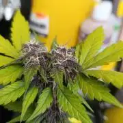 Dark Lemonade Auto, Delicious Seeds