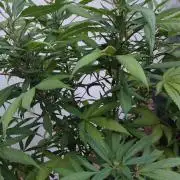 Watermelon - Royal Queen Seeds