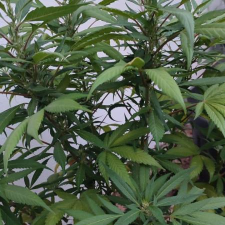 Watermelon - Royal Queen Seeds