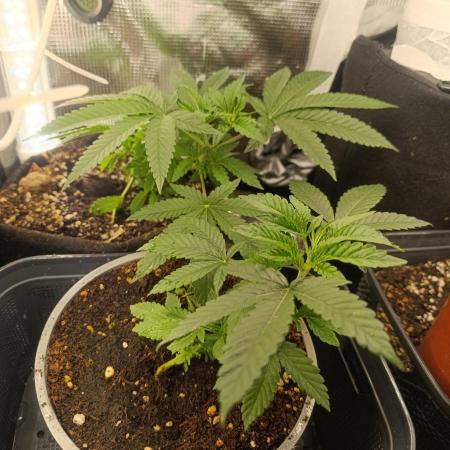 Bay Burger Early Version. Grow contest.