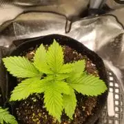 Watermelon - Royal Queen Seeds