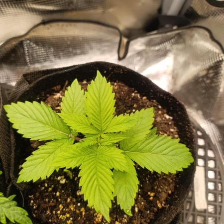 Watermelon - Royal Queen Seeds