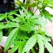 Bay Burger Early Version. Grow contest.