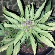 Purple Lemonade and Banana Purple punch