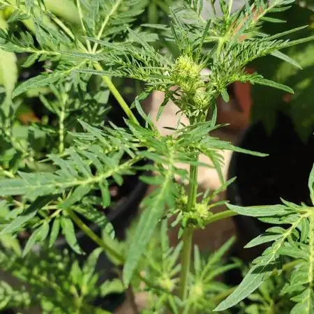 Frosty Auto Freak, Khalifa Genetics