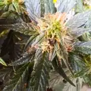 HONEY Cream, RQS