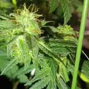 HONEY Cream, RQS