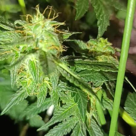 HONEY Cream, RQS