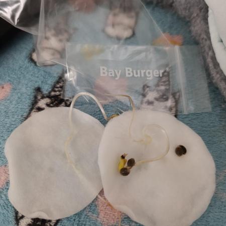 Bay Burger Early Version. Grow contest.