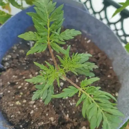 Frosty Auto Freak, Khalifa Genetics