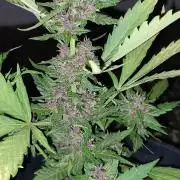 Purple Lemonade and Banana Purple punch