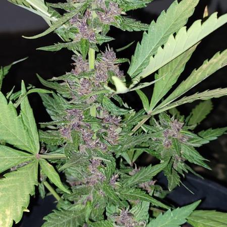 Purple Lemonade and Banana Purple punch