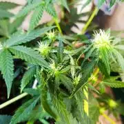 HONEY Cream, RQS
