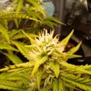 Z-up - Fastbuds