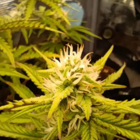 Z-up - Fastbuds
