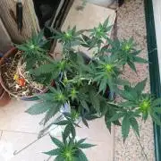 HONEY Cream, RQS