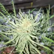 Frosty Auto Freak, Khalifa Genetics