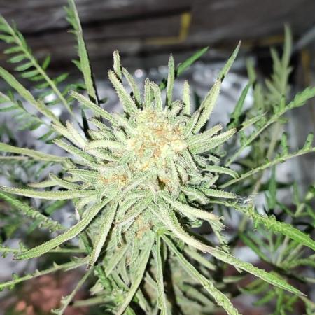 Frosty Auto Freak, Khalifa Genetics