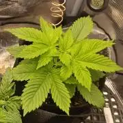 Watermelon - Royal Queen Seeds