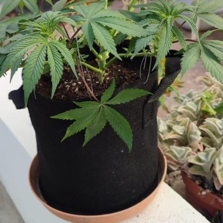 Watermelon - Royal Queen Seeds