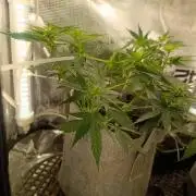 HONEY Cream, RQS