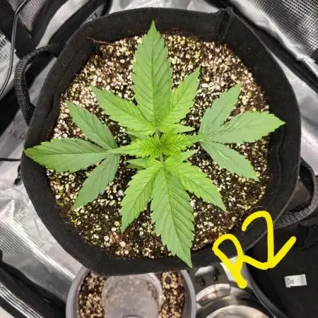 First Grow
