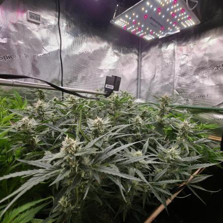 First Grow - 2 x 4, 3 Plants