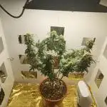 G13 Ultra
