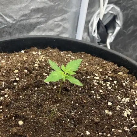Mango Cream Auto | Exotic Seed