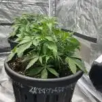 Zkittaberry Auto | Exotic Seed
