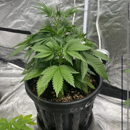 Girl Scout Cookies Auto | Fastbuds