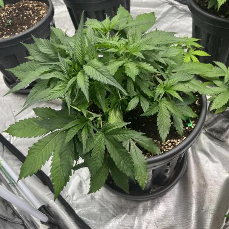 Jelly Bananen Auto | Exotic Seeds