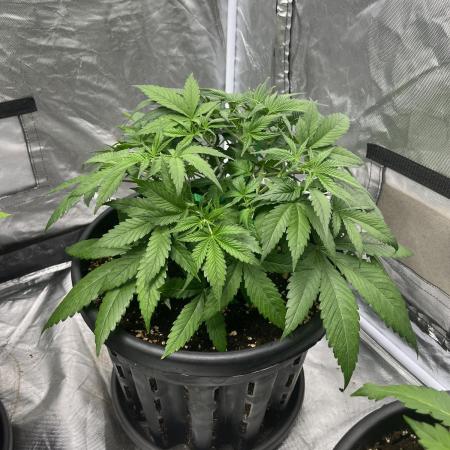 Wedding Glue Auto | Fastbuds