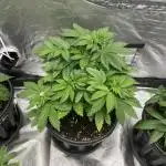 Purple Lemonade Auto | Fastbuds