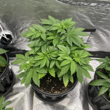 Purple Lemonade Auto | Fastbuds
