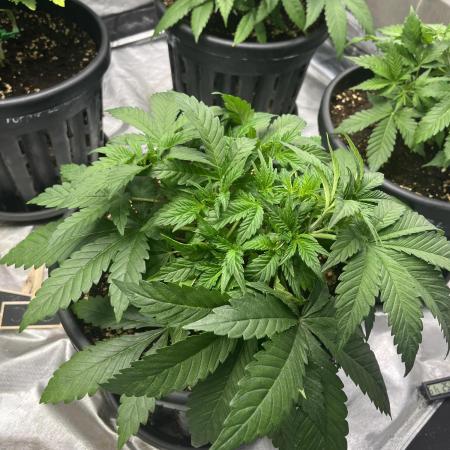 Pinot Noir Auto -Mephisto