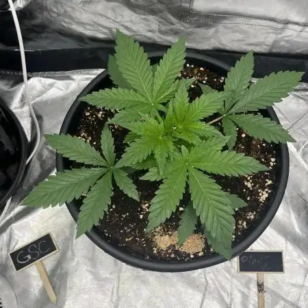Pinot Noir Auto -Mephisto