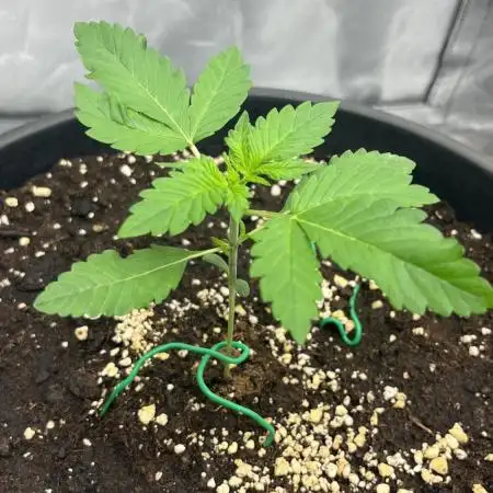 Purple Lemonade Auto | Fastbuds