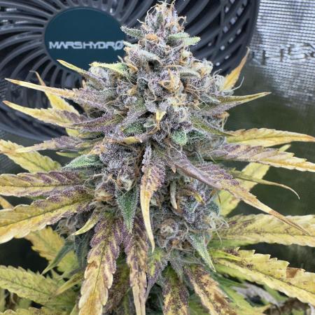 First Grow - Papaya Cookies Auto