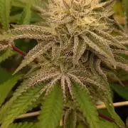 Tropic Ozz and Oreoz Grow