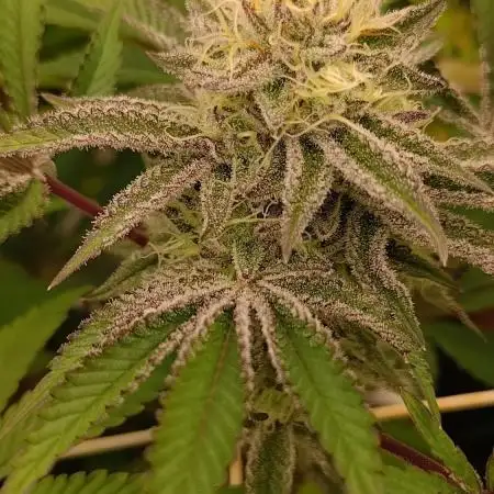 Tropic Ozz and Oreoz Grow