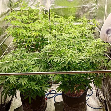 Tropic Ozz and Oreoz Grow