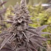 Tropic Ozz and Oreoz Grow