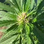 Big Gorilla Melon 🦍🍉 Outdoor Synganics