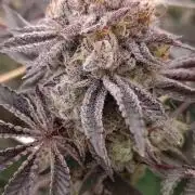 Tropic Ozz and Oreoz Grow