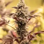 Tropic Ozz and Oreoz Grow