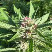 Big Gorilla Melon 🦍🍉 Outdoor Synganics