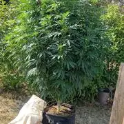 Big Gorilla Melon outdoor Synganics